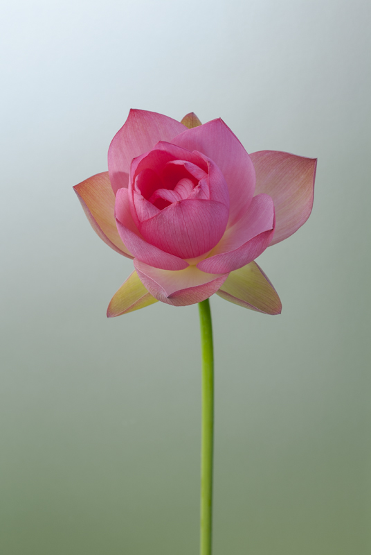 鈴木 薫展 花の横顔 -Portrait of Flowers-