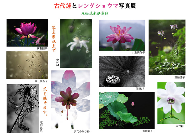 古代蓮とレンゲショウマ写真展
