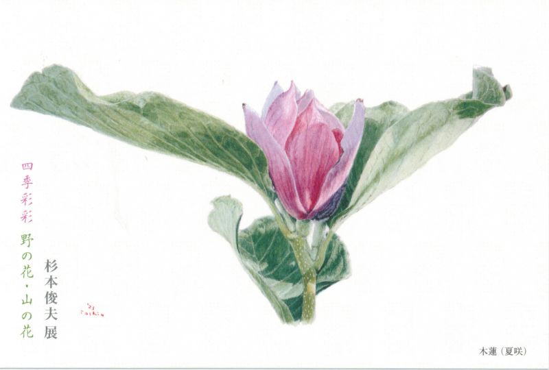 杉本俊夫展　四季彩彩　野の花・山の花