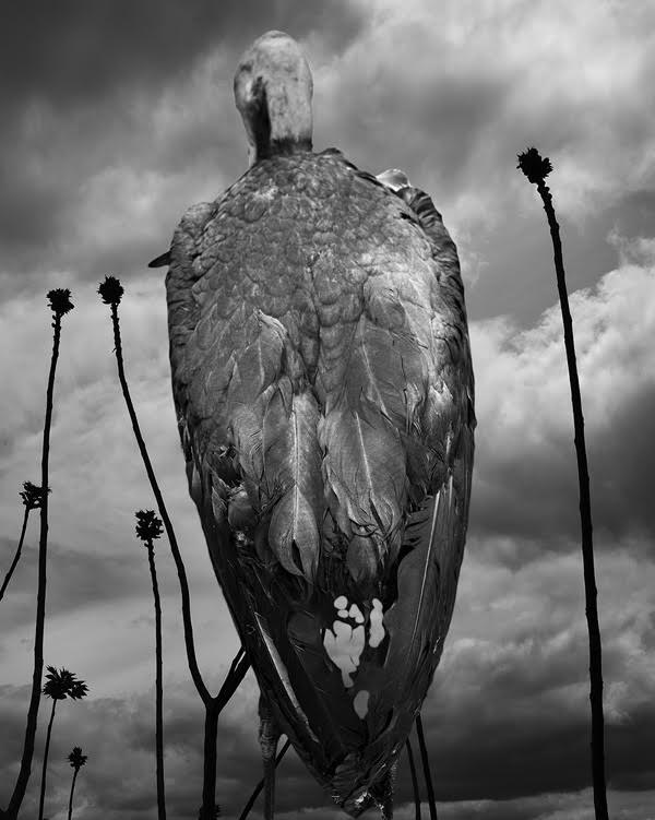 天野憲一 写真展「second nature “BIRD”」