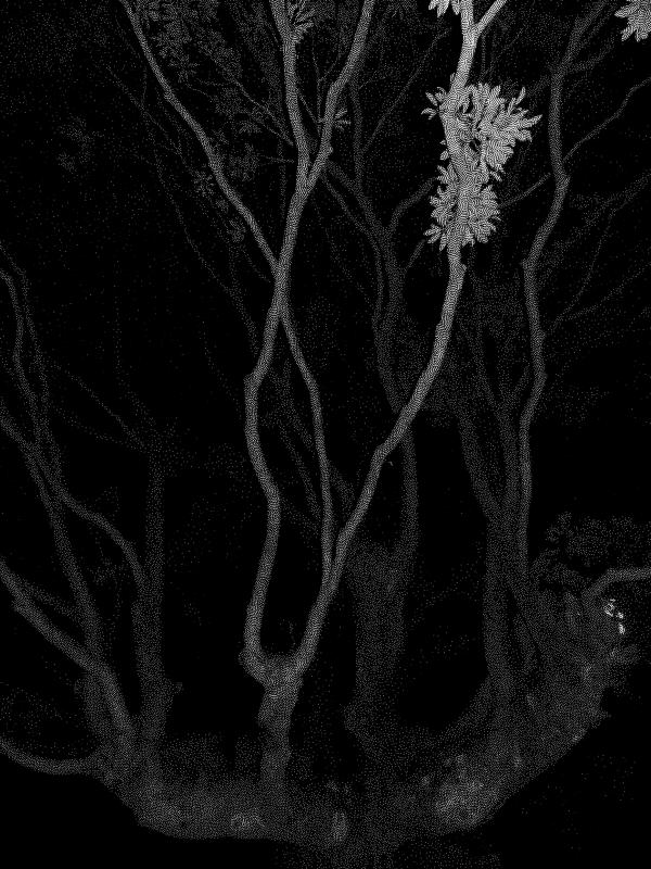 pitscher.net 個展 “Random Forest”