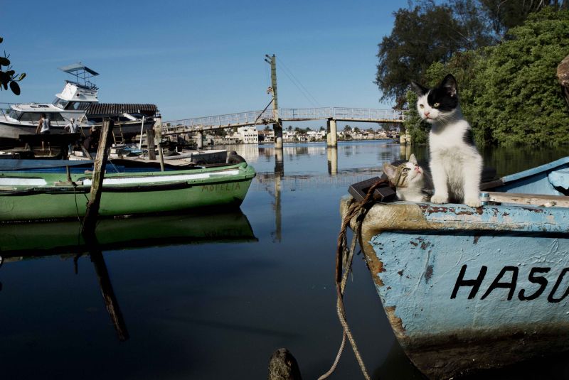岩合光昭 チャリティー写真展「ねこと半世紀、いい子ばかりです」