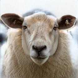 sheep 0111, 2023 (c)Hirofumi Katayama Courtesy of TARO NASU